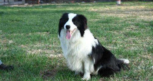 如何训练边境牧羊犬随行？ 边境牧羊犬的训练方法