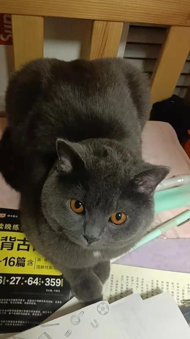 猫和龙猫哪个比较好养？ 龙猫好养吗