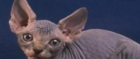 宠物猫的智商排名？ 宠物猫排名前十