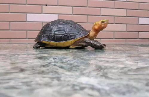 什么深水龟最贵？（中国十大名贵乌龟）