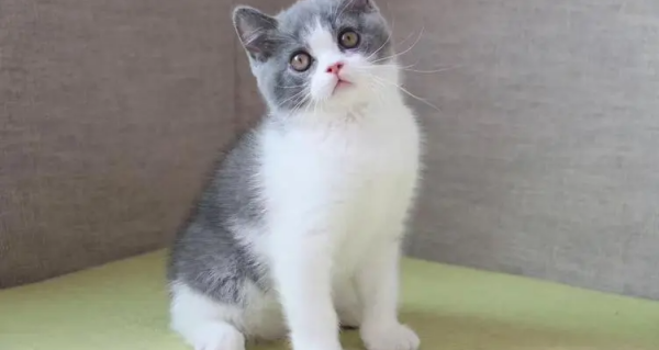 世界上十大最漂亮的猫（世界上十大最漂亮的猫排名）