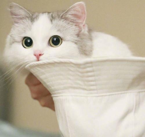 独特好听又冷门的猫名字？（好听的猫咪名字100个）