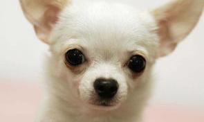 茶杯吉娃娃犬优缺点？（吉娃娃最大的缺点）
