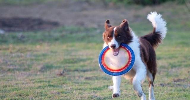 请问大家，100平的房子养什么大型狗狗合适？（十大适合家养的大型犬）