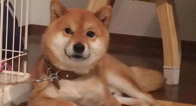柴犬为什么养不熟？（柴犬好养吗）