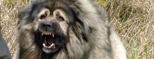 十大禁养烈性犬排行？（高加索犬咬死主人）