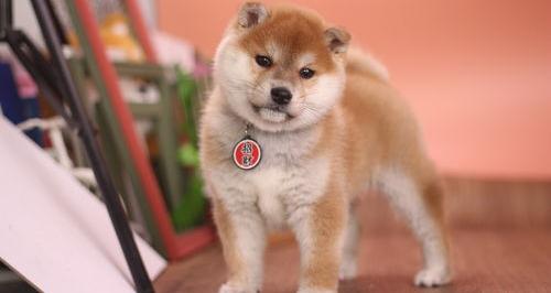 中华田园犬和柴犬哪个智商高（柴犬智商排名）