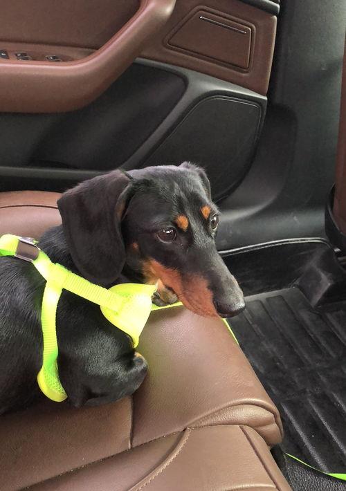 腊肠犬掉毛严重吗？（腊肠犬为什么禁养）