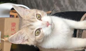 猫分类的七个等级？（猫咪品种）
