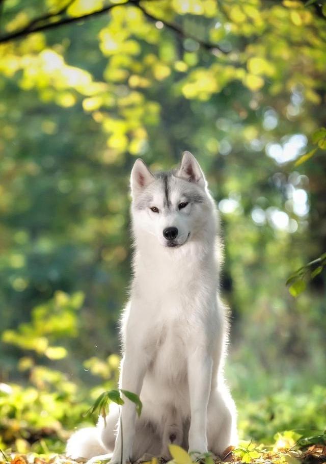 为什么我家哈士奇怎么打也不听话？（为什么不能打哈士奇）