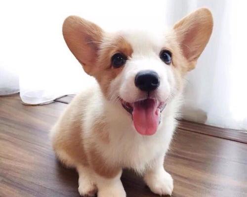 柯基犬值多少钱？（养了柯基犬后悔了）