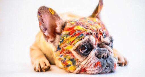 便宜又比较可爱又比较容易养的有哪些狗?欢迎养狗专家进？（耐养便宜的小宠物）