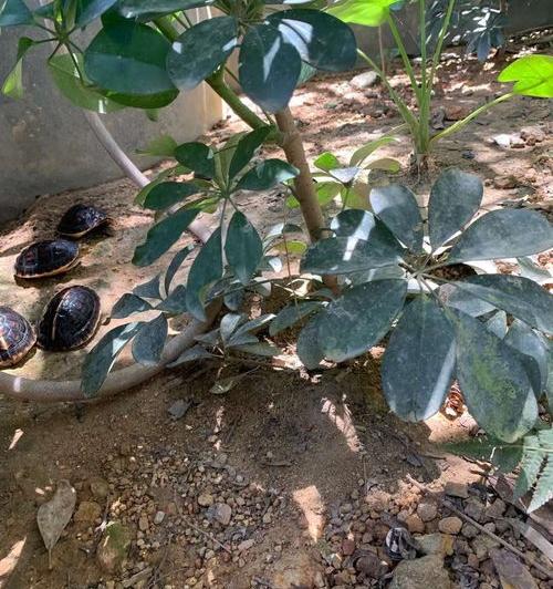 黄缘闭壳龟那里有便宜点的呢？（黄缘闭壳龟50元一只）