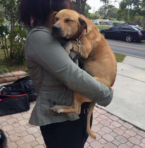巴哥犬训练教程？ 狗狗训练教程