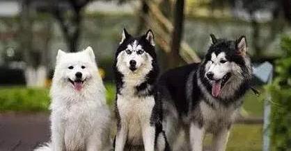 哪种狗狗的奔跑能力和耐力好？（世界十大猛犬排行榜）