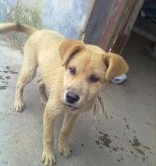 狗狗霸气十足的名字 霸气十足的狗狗名字（狗狗名字霸气独特）