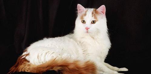 白色的猫有什么品种？ 土耳其梵猫和土猫区别