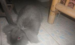 什么品种兔子肉最贵？（宠物兔子品种及价格）