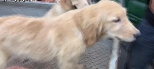 金毛犬的价格一般是多少？（狗市场金毛多少钱一只）
