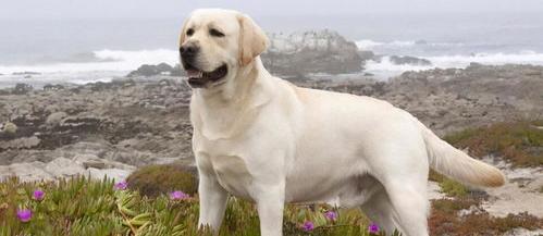 拉布拉多的正确养法？ 拉布拉多犬怎么养