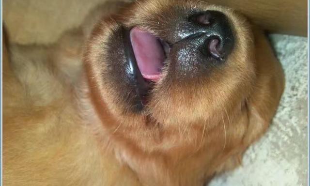 养一只金毛花费很大吗？（金毛300一只正常吗）