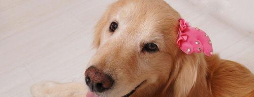 黑色金毛犬的优缺点？ 金毛犬的优缺点