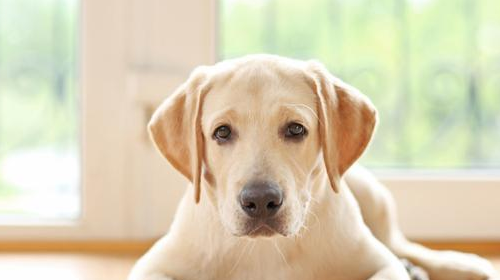 适合懒人养的10种大型犬？（最适合家养的狗狗排名）