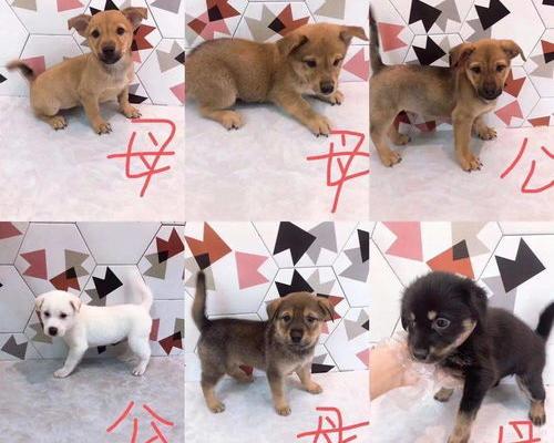 深圳哪里可以免费领养狗狗？（宠物领养网免费）