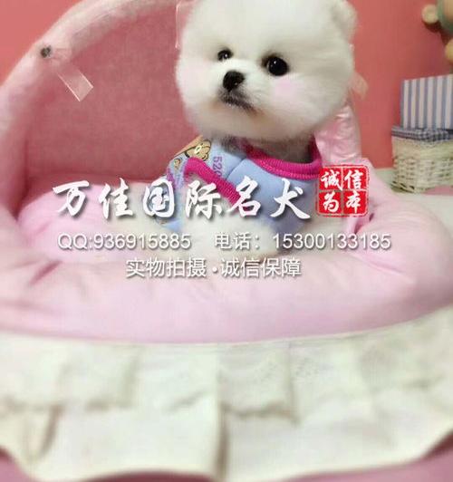 比熊好还是俊介好？ 俊介和博美的区别