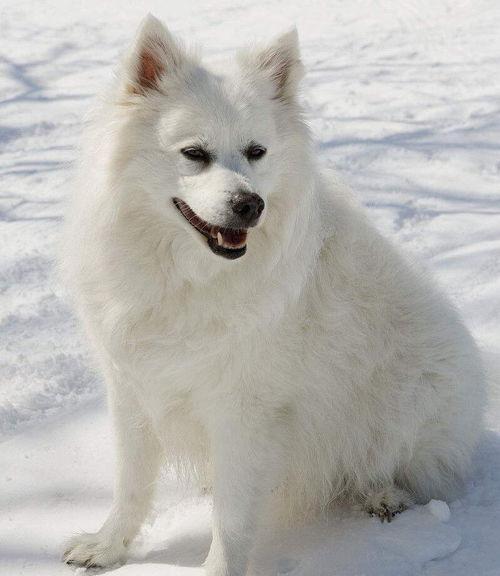 何为西伯利亚爱斯基摩犬？（爱斯基摩犬）