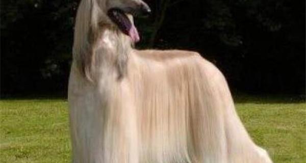 智商最高的狗狗十大排名？（十大护卫犬排行榜）