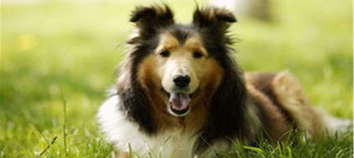 一般中型犬哪个看门比较好？ 中型犬排行榜前十名