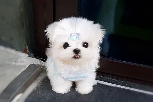 马尔济斯和泰迪哪个好养？（马尔济斯犬一般多少钱一只）