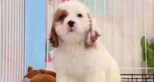 美国可卡犬容易养么？（美国可卡犬多少钱一只）