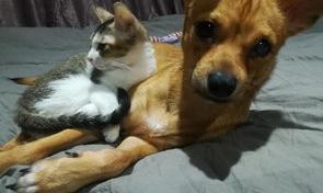 小鹿犬一般好不好养？（小鹿犬千万别养）