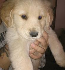 白色金毛幼犬辨别纯不纯？（不纯的金毛长大的样子）