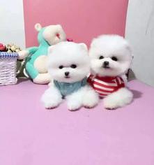 俊介和博美的区别（俊介犬和博美的区别）