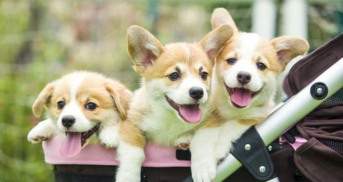 建议穷人养的10种狗博美？（十种最好养狗）