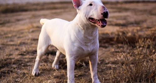 为什么很少有人养牛头梗犬呢，这是什么原因呢？ 十个不养牛头梗的理由