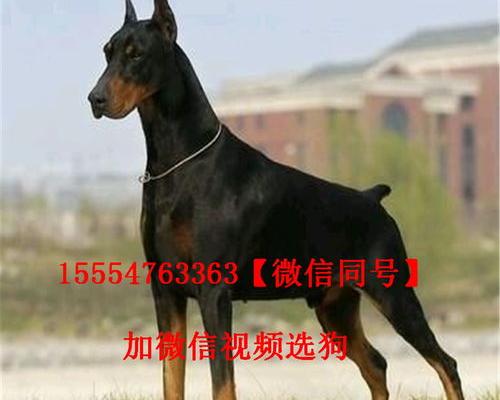 养一条杜宾一年需要多少钱？ 杜宾犬多少钱