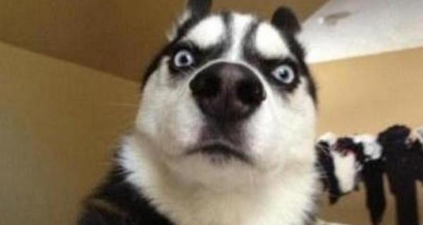 养哈士奇需要注意什么？（哈士奇怎么养）