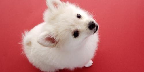 公狗狗霸气名字大全？（狗狗起个旺主人的名字）