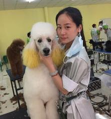 派多格宠物美容学校比其他学校优势在哪？（派多格宠物美容培训学校官网）