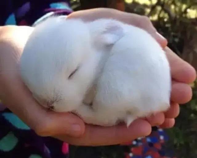 求推荐几种好养的宠物。适合学生养的，花销低的。（水族除外）（10元以下的小宠物）