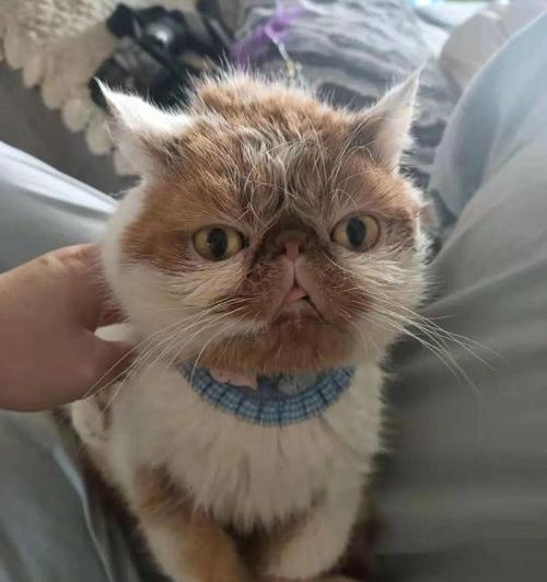 有哪些比较可靠的领养喵咪的平台? 免费领养猫咪正规网
