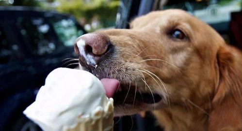 如果被狗喝到了香水，会怎么样，会不会死啊？（为什么舔过人血的狗必须死）