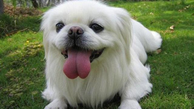 大家觉得哈巴狗可爱吗？好养吗？ 京巴犬好养吗