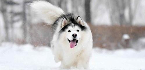 雪纳瑞犬价格？ 雪橇犬多少钱一只
