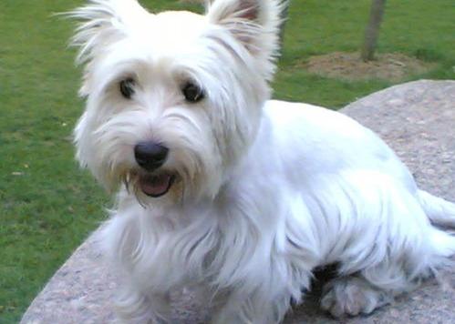 西高地白梗为什么在国内养的很少？（西高地白梗犬多少钱一只）