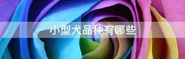 狗的分类地位？ 狗狗的品种有哪些